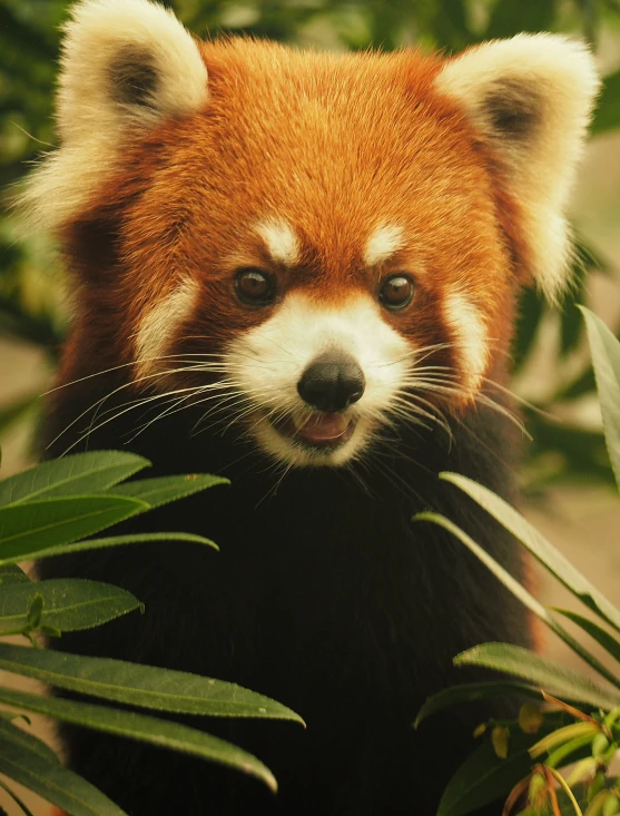 a red panda is staring to its right