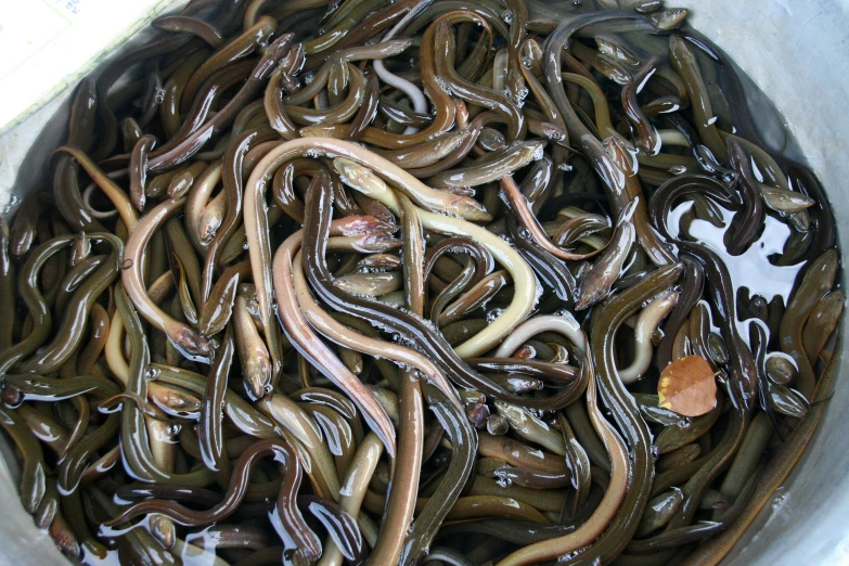 several worms in a bucket of water ready to be cooked