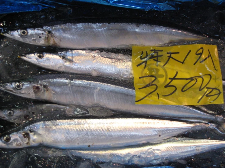 several fish on the table for sale, in a store