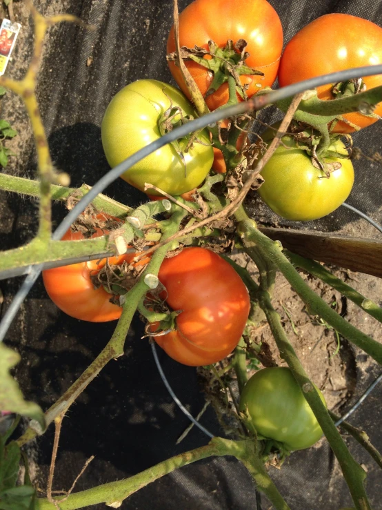 a bunch of tomatoes stuck on the nch of a bush