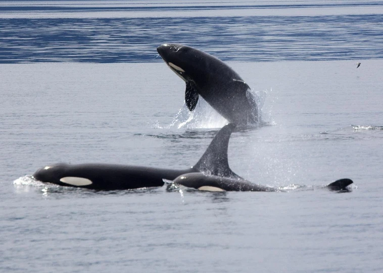 two er whales leaping out of the water