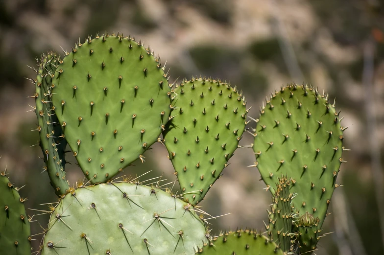 the large green cactus is standing out from the crowd