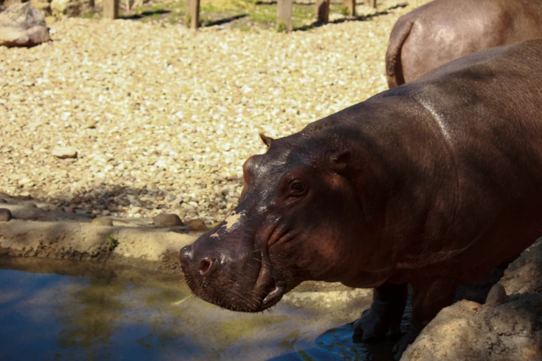 a hippopotamus drinking water from a watering hole