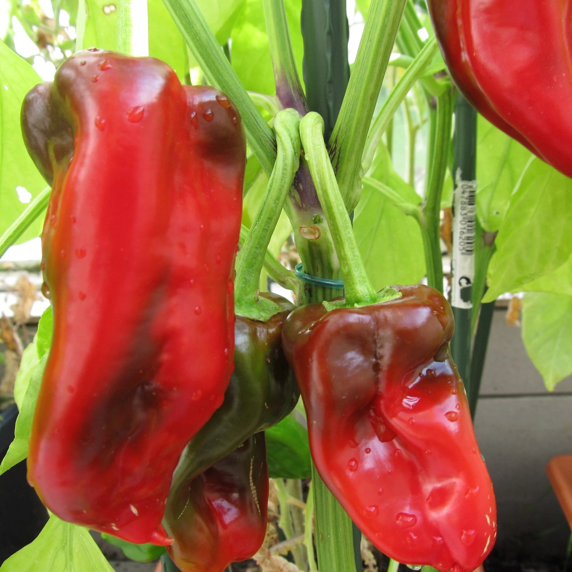 some red peppers hanging from a green plant