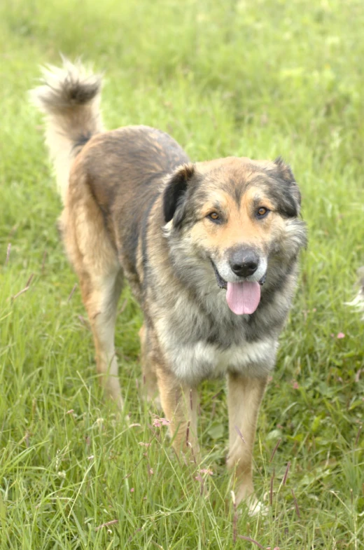 an adult brown and black dog standing in a grassy field