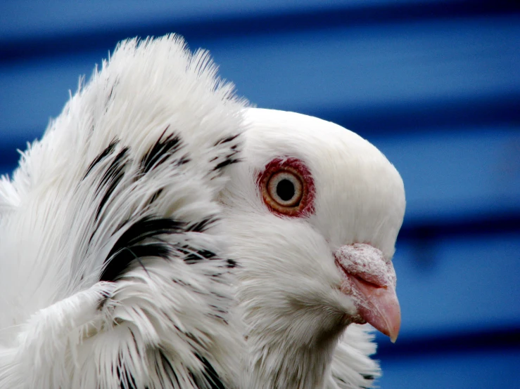 a bird with very long hair standing in front of blue building