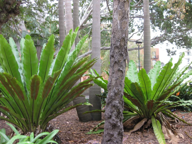 a large palm tree is next to several very pretty plants