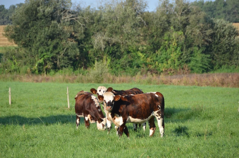 several cows standing together in a field of grass