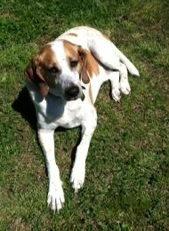 a dog laying on the ground in a grassy field