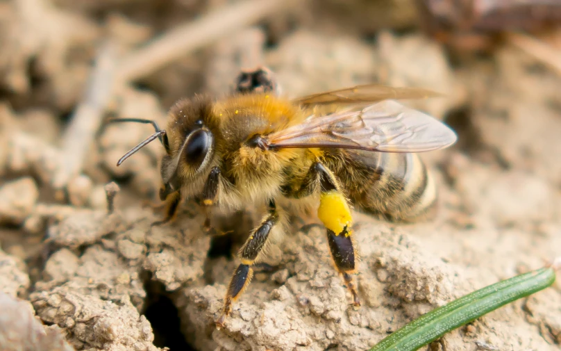 a close up of a bee with a plant in the background