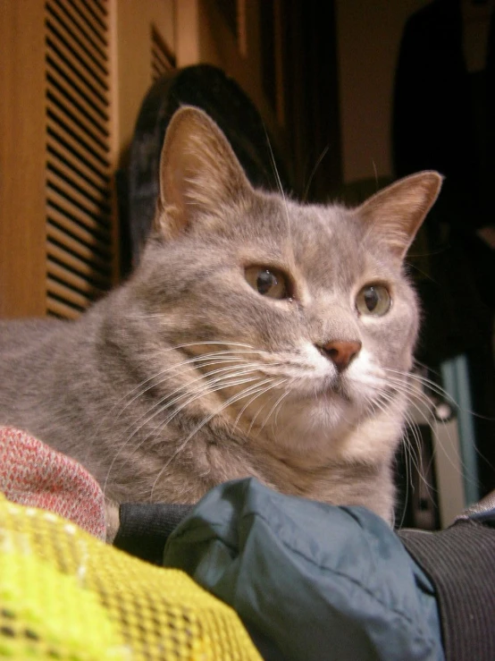 grey cat with green eyes sitting next to clothes