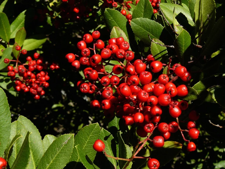 a tree filled with red berries in the middle of leaves