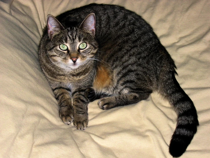 a cat is sitting on a white bed sheet