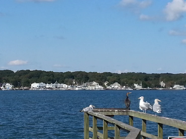 seagulls standing on a pier looking over the water