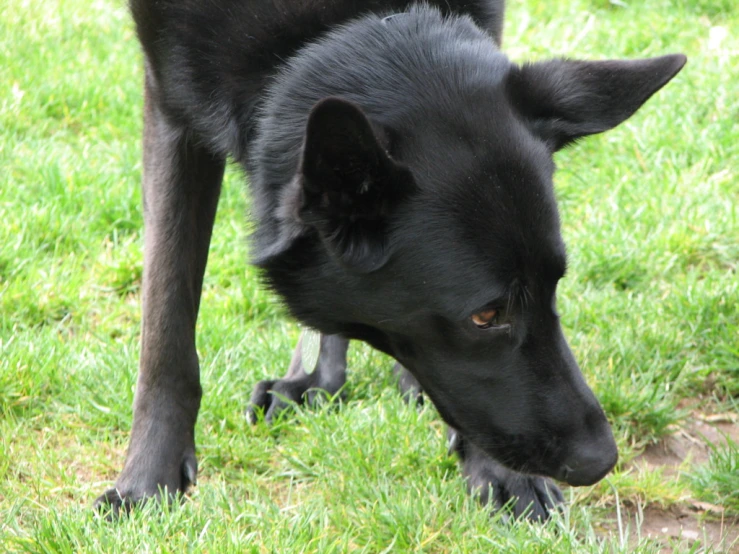 a black dog is sniffing the grass