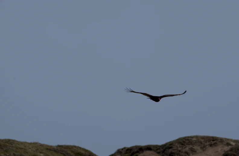 an image of a bird flying over mountains