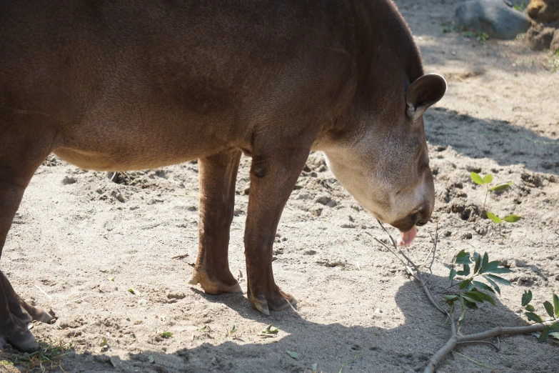 a close up of a cow eating a stick in the sand