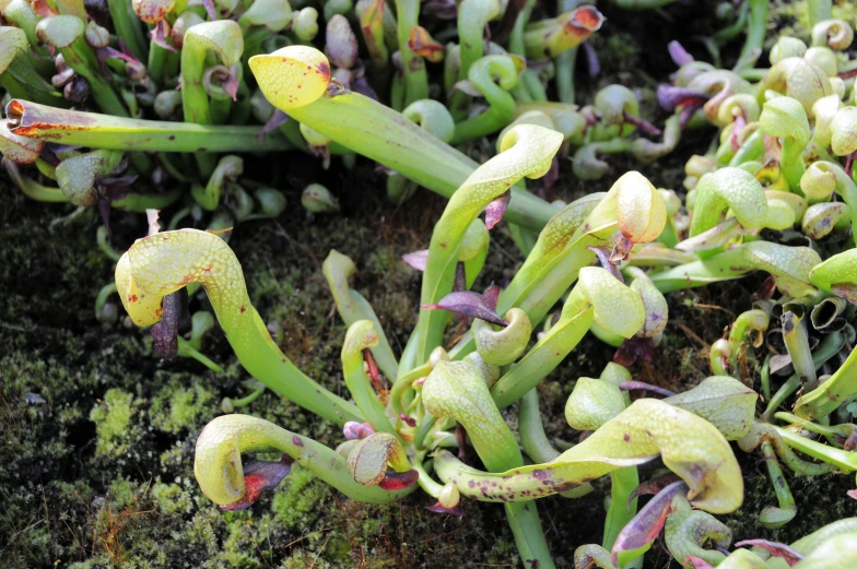 a close up of some very pretty plants