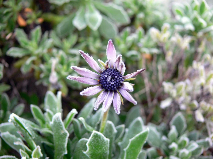 close up of a flower with green leaves in the background