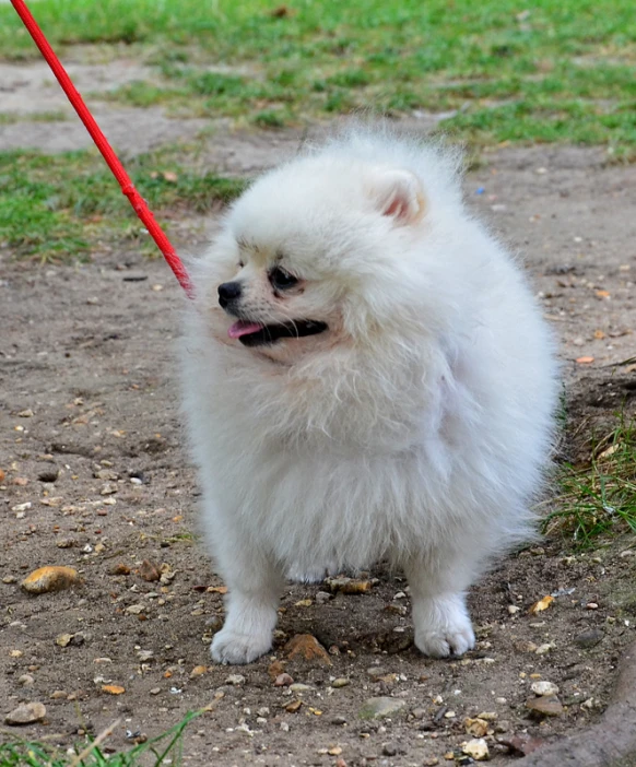 a small white dog standing on dirt and grass