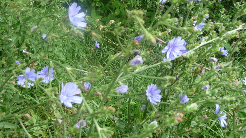 a blue flower sits near other plants and grass