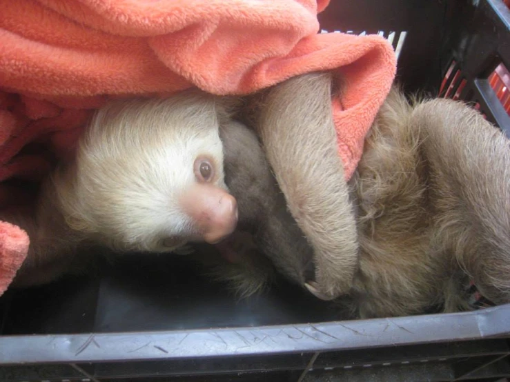 a sloth is snuggled up in a bed