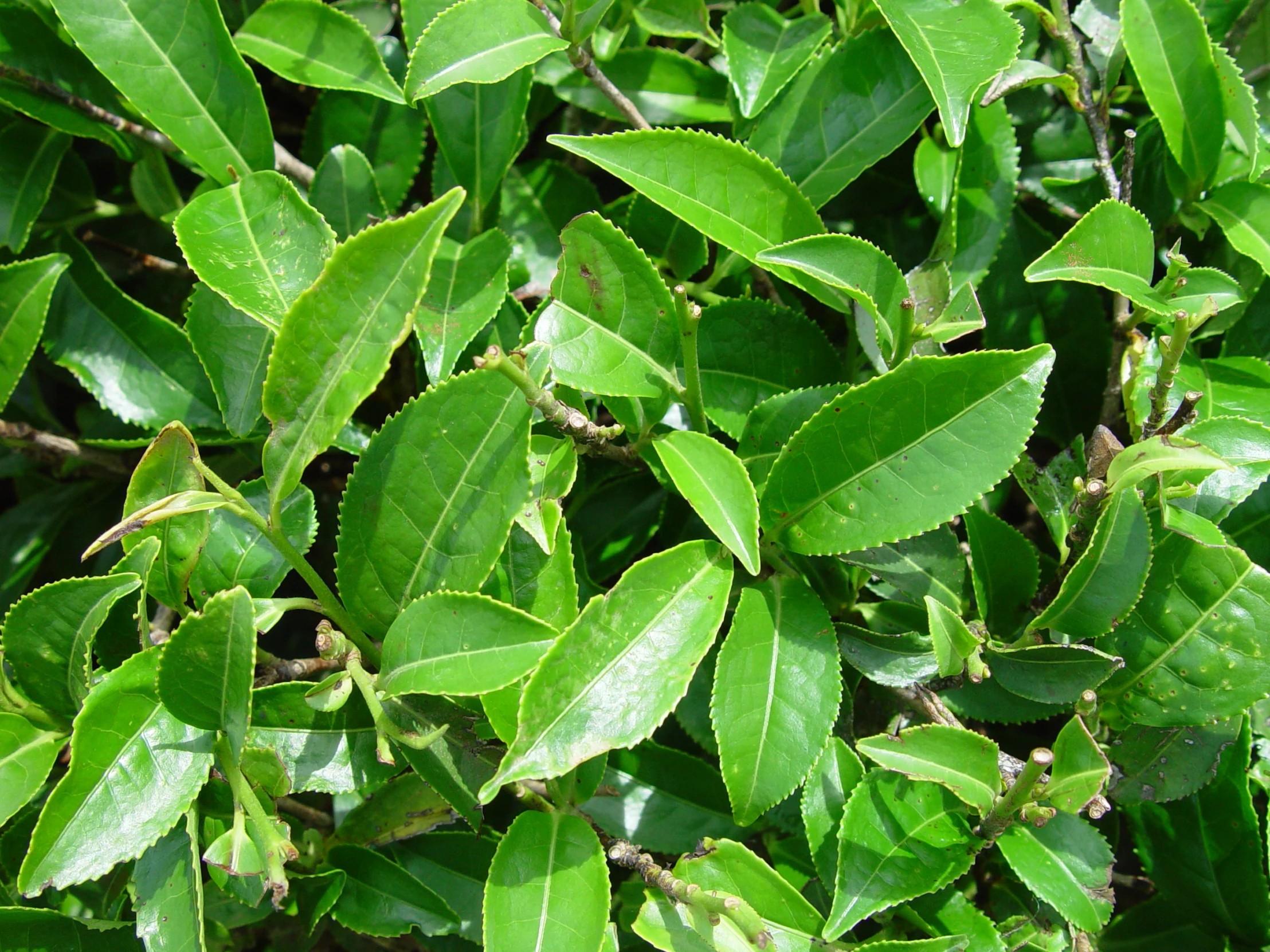 small green leaves on top of a bush