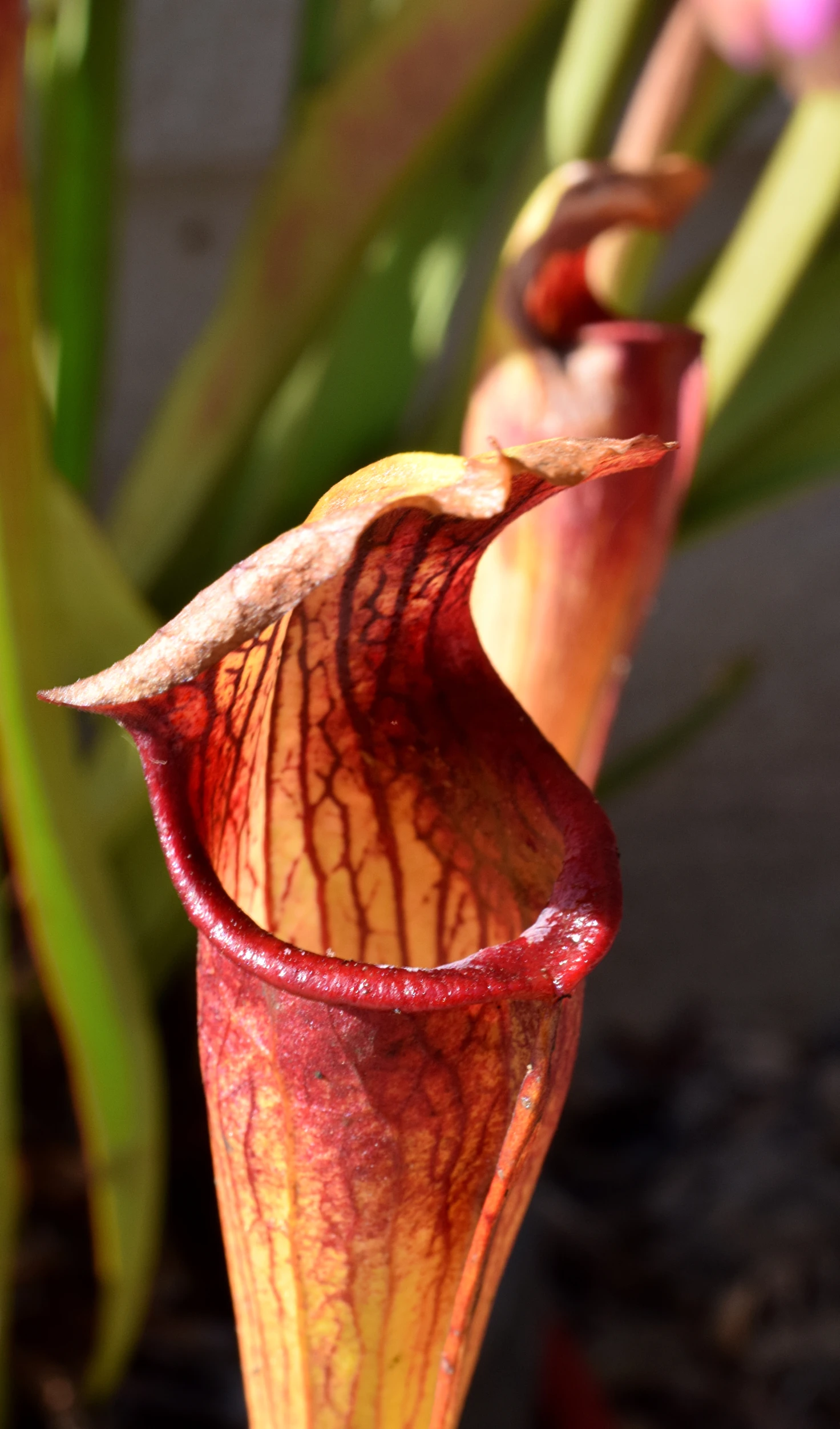 an odd looking flower on the plant's end of it's stem