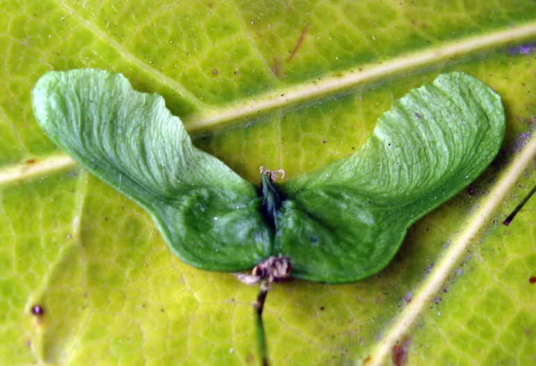 a green leaf with a bug inside on it