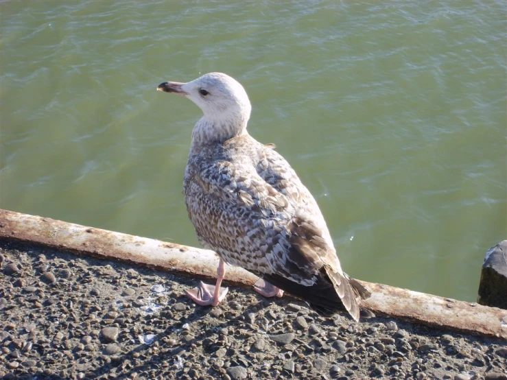 a bird is standing near the water on the shore