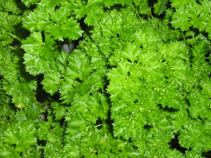 the ground covered in green plants, with little water