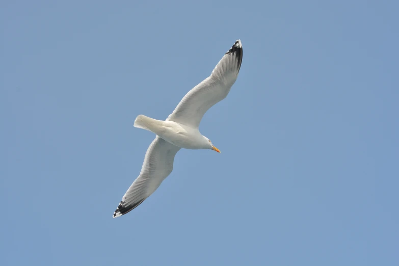 a seagull flying through the sky while eating