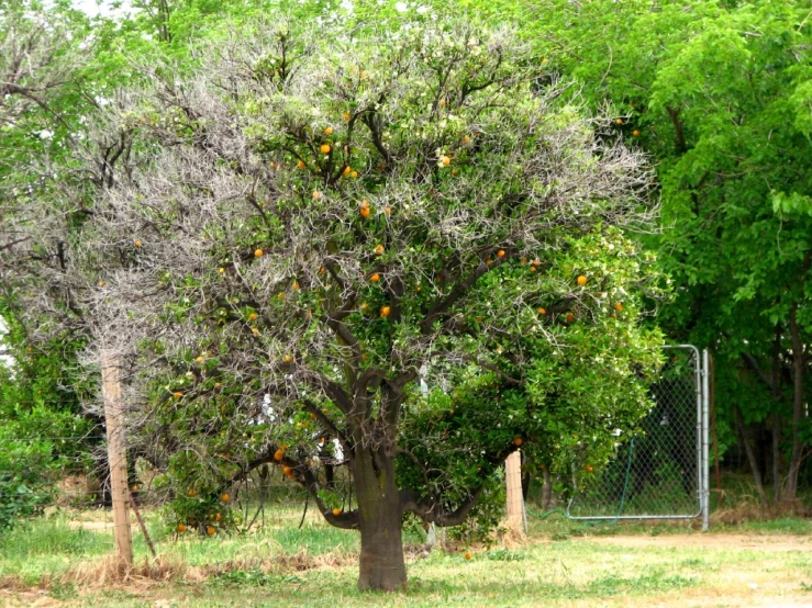 an orange tree in front of a chain link fence