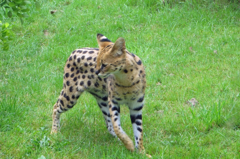 a cat standing in a green field with its back legs crossed