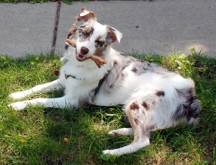 dog laying on green grass with a small bone in it's mouth