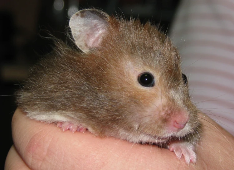 a little brown rat being held in a human's arm