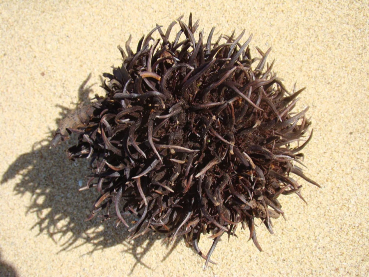 close up s of some brown spiky dirt