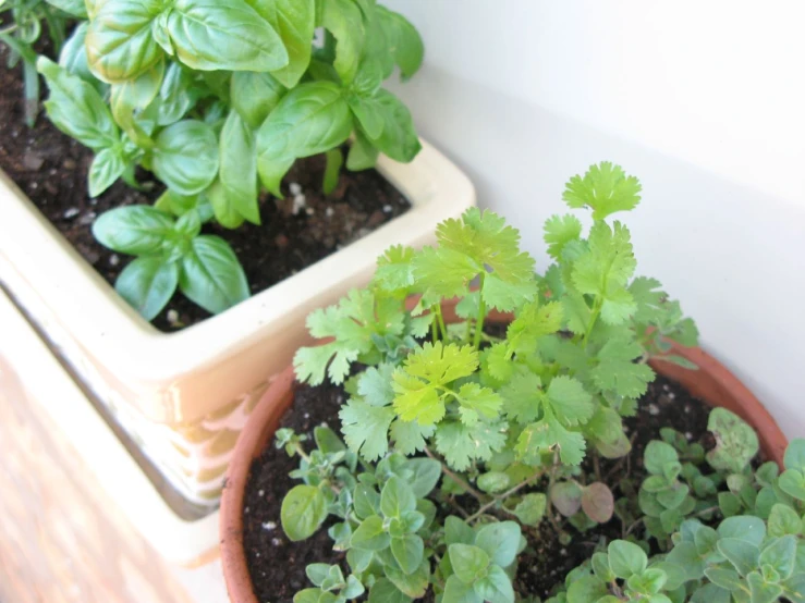 a couple of containers with plants growing in them