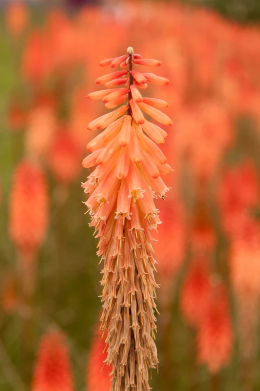 a flower that is in the middle of a field