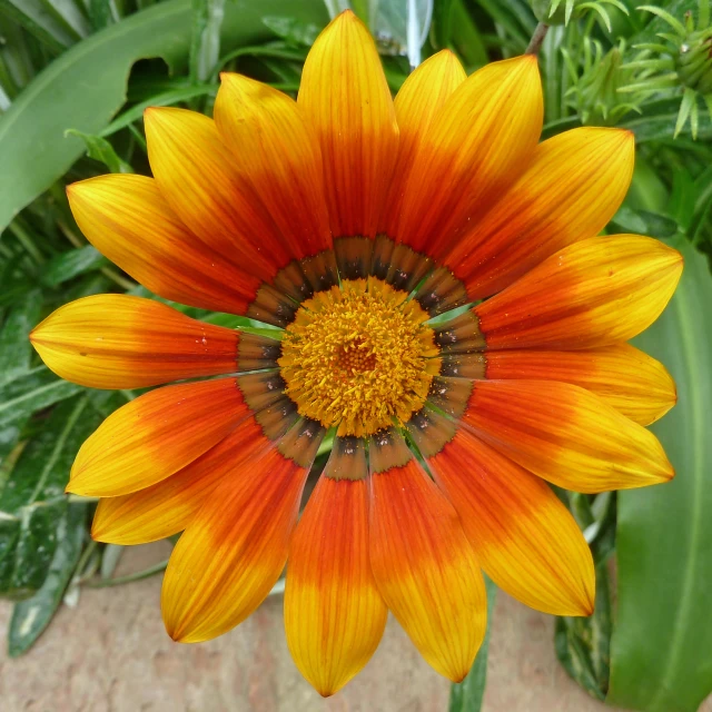 a bright flower in a pot that is on the ground