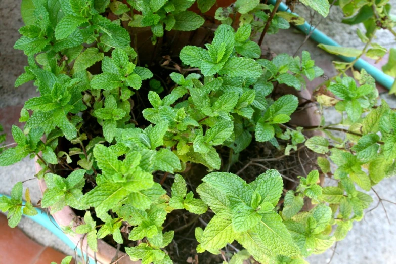 the potted plant is full of green foliage