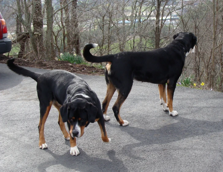 two dogs walking across a road in front of some trees