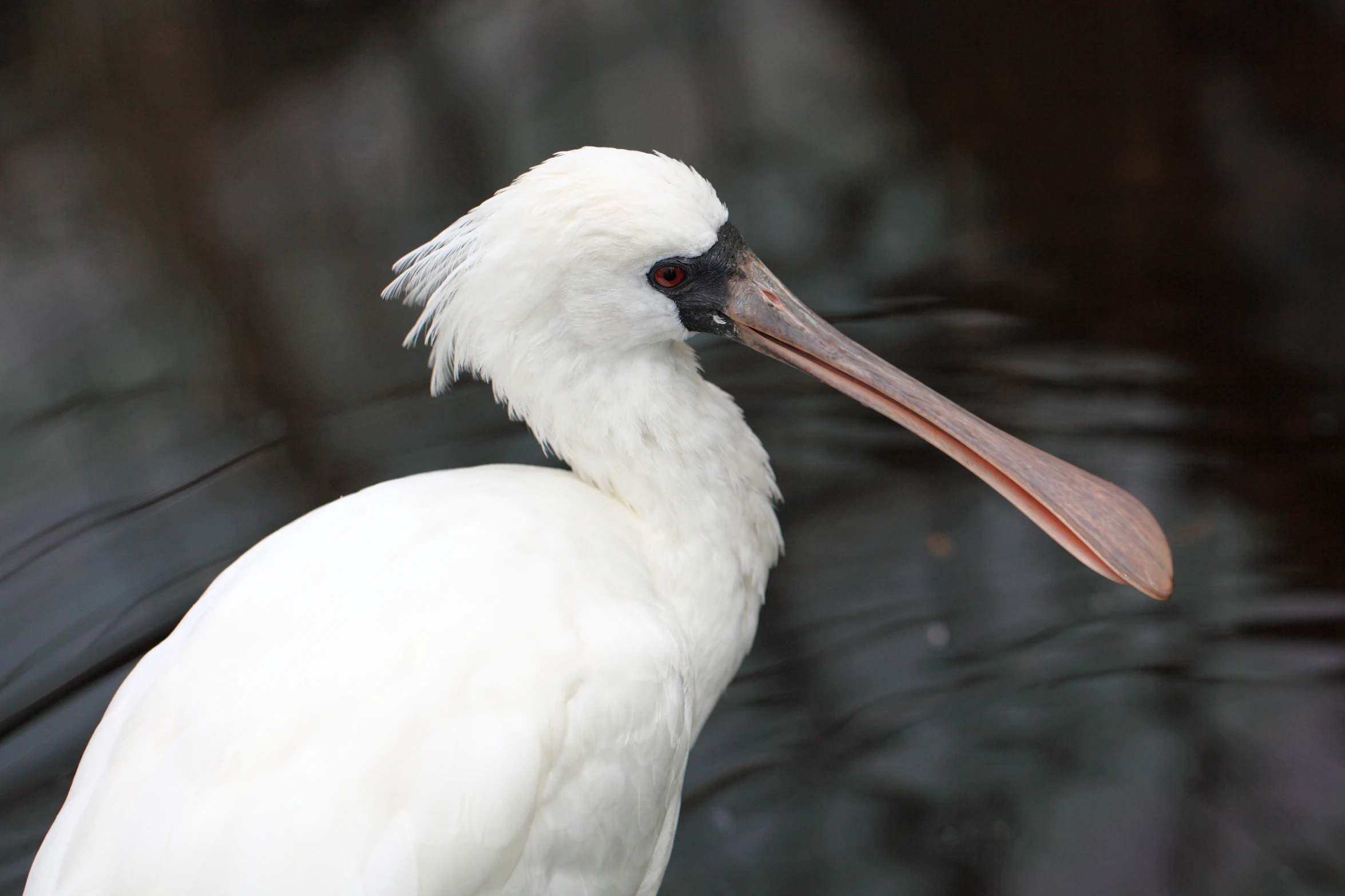 white crane with long, curved bill standing in water