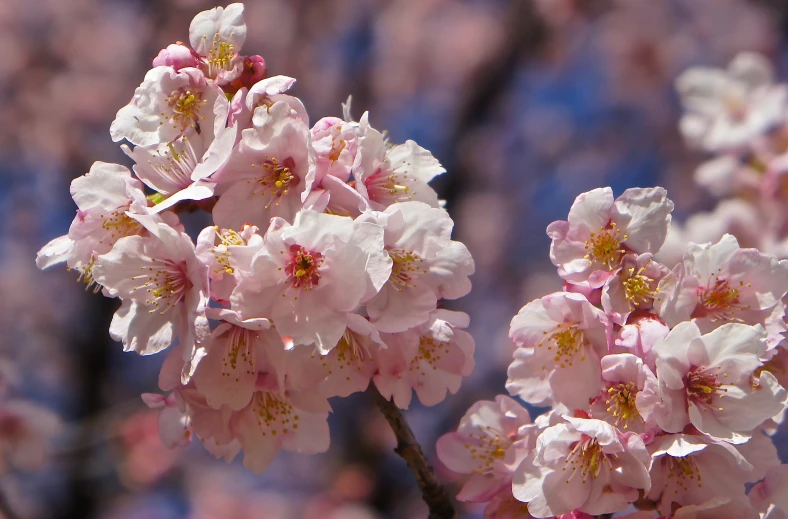 some pink flowers are blooming in a tree