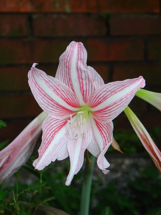 a closeup of a flower in a garden