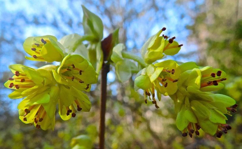 close up view of a yellow flowers growing on a plant