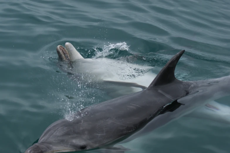 a dolphin swimming next to another in the water