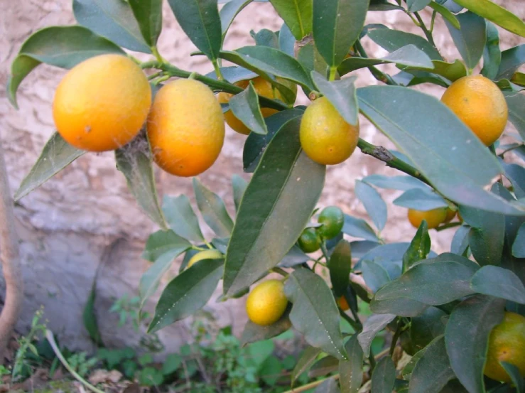 oranges are growing on the trees and they are unripe