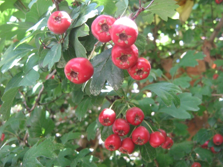 there are some red berries growing on the tree
