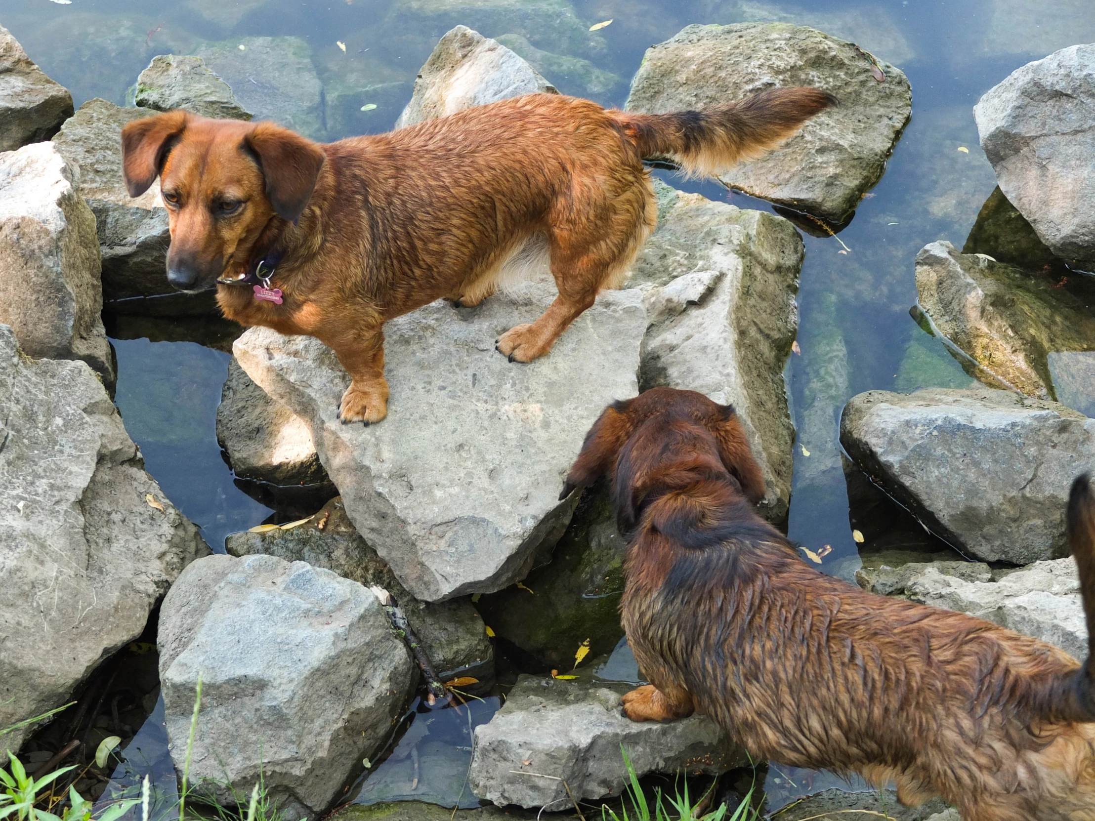 two dogs standing on some rocks near a body of water